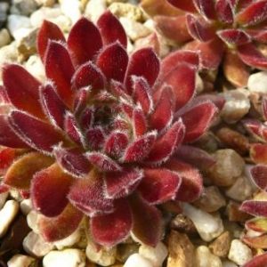 Apricot Blush