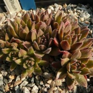 Baby Blush