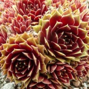 Heigham Red