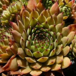 Gratiana