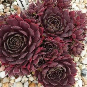 Schwarze Rose - Semps des Jahres 2012