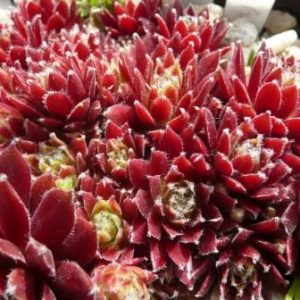 Pacific Tart