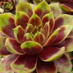 Pacific Country Cousin