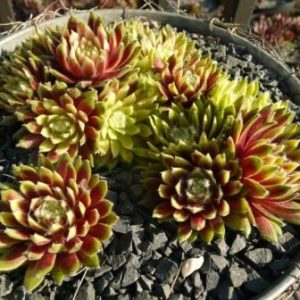 Sunburst - Semps des Jahres 2025