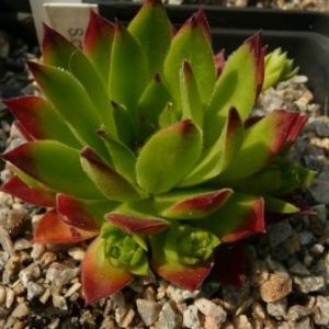 charadzeae