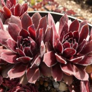 Velvet Blush
