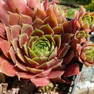 Pacific Green Sleevers