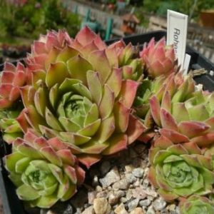 Rohesia