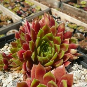 Seltrisa Feuer