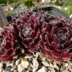 Rose Urchin