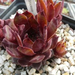 Modesta