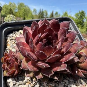 Korspelse Devillia