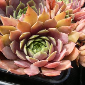 Rainbow Star II