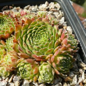 Korspelse Galba