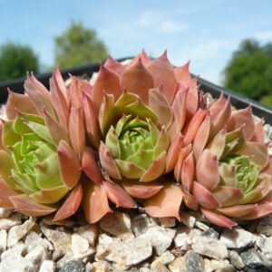 Pink Delight