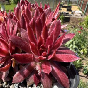 Chick Charms ®Citrus Sunrise