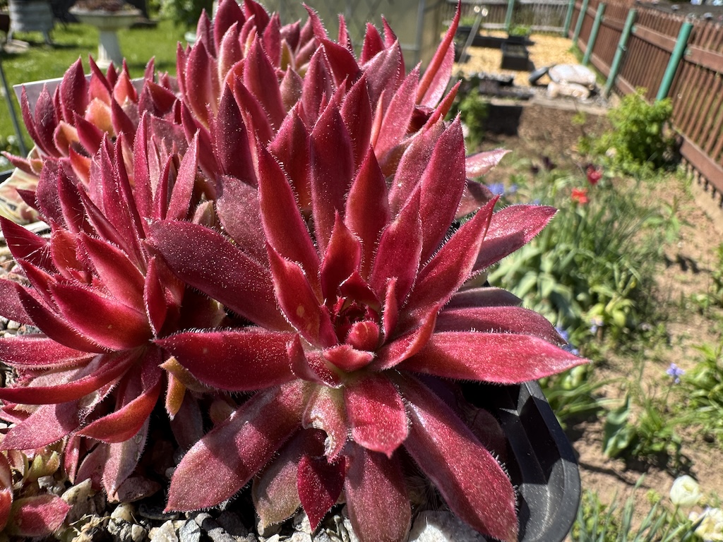 Chick Charms ®Citrus Sunrise