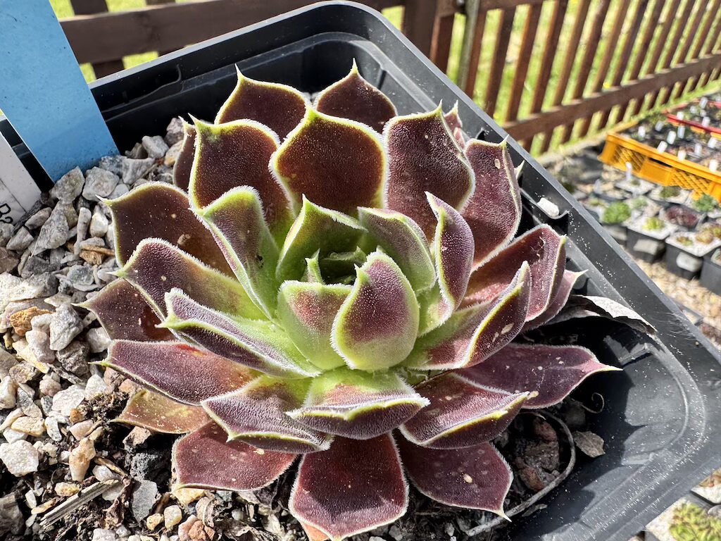 Korspel Fairy Ballet