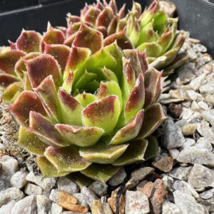 Mausolus