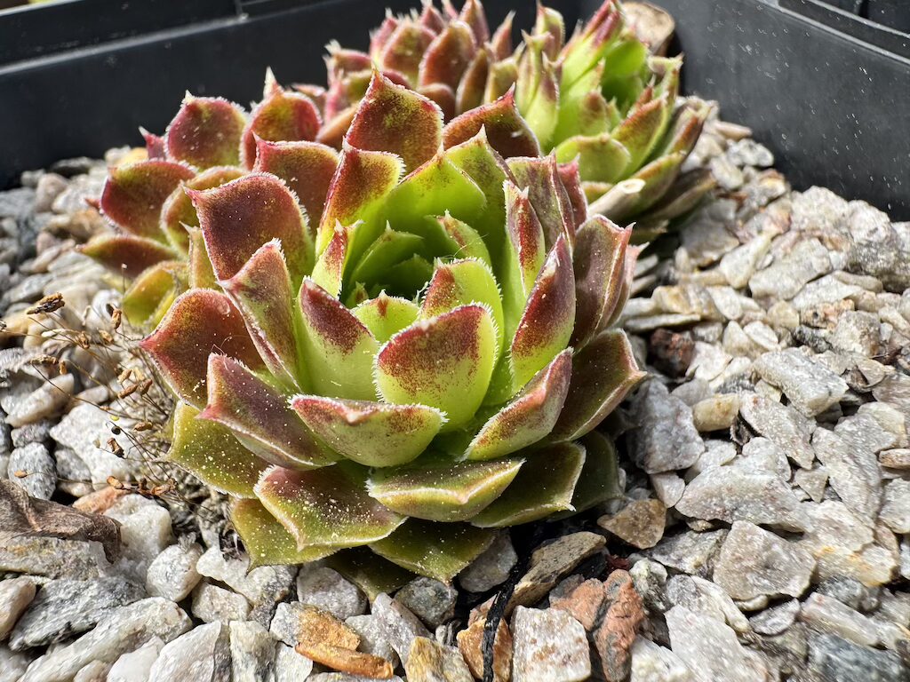 Mausolus
