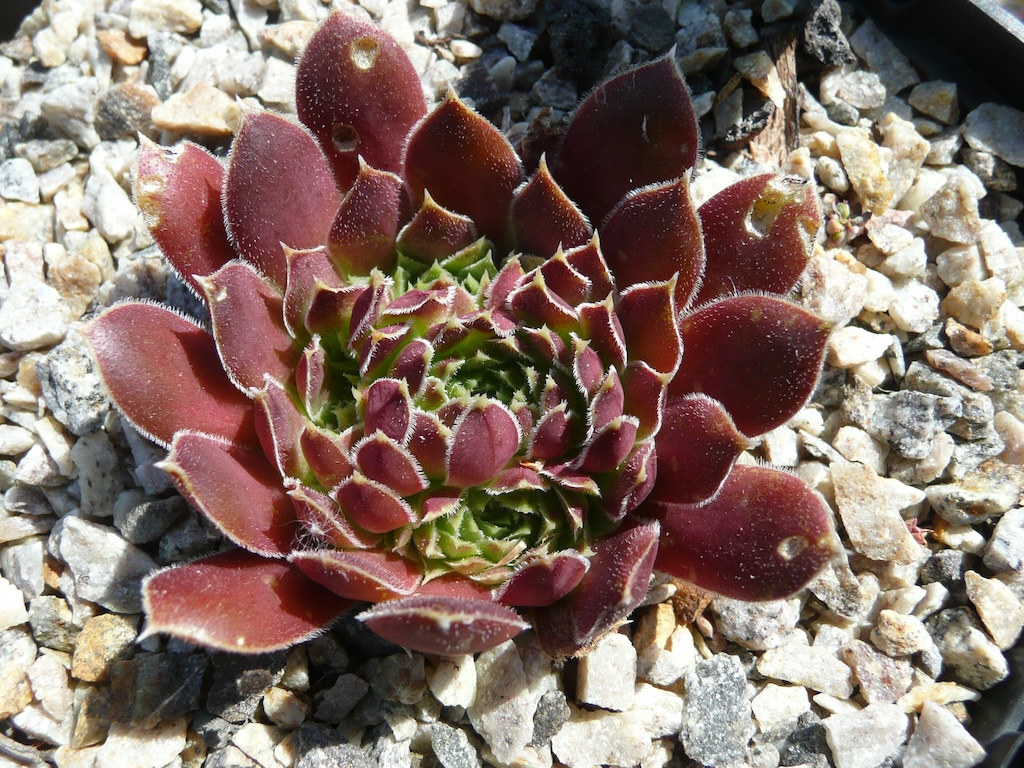 Rosette Kokette