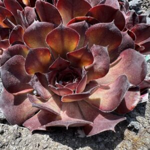 Chick Charms® Choco Latte