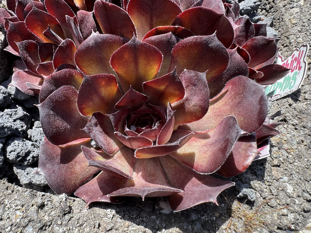 Chick Charms® Choco Latte