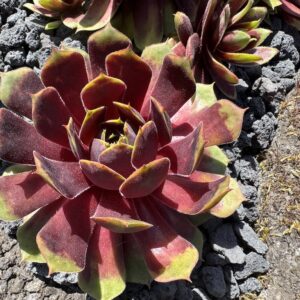 Chick Charms® Gold Crown