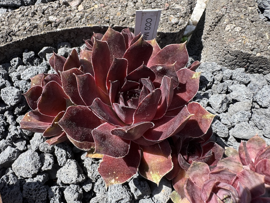 Chick Charms Ginats®Maroon Mountain