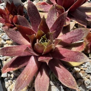 Jannik´s Wundertüte