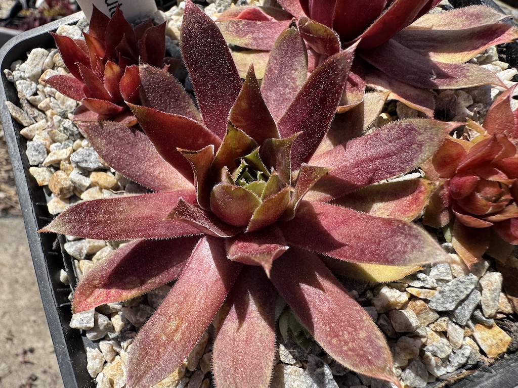 Jannik´s Wundertüte