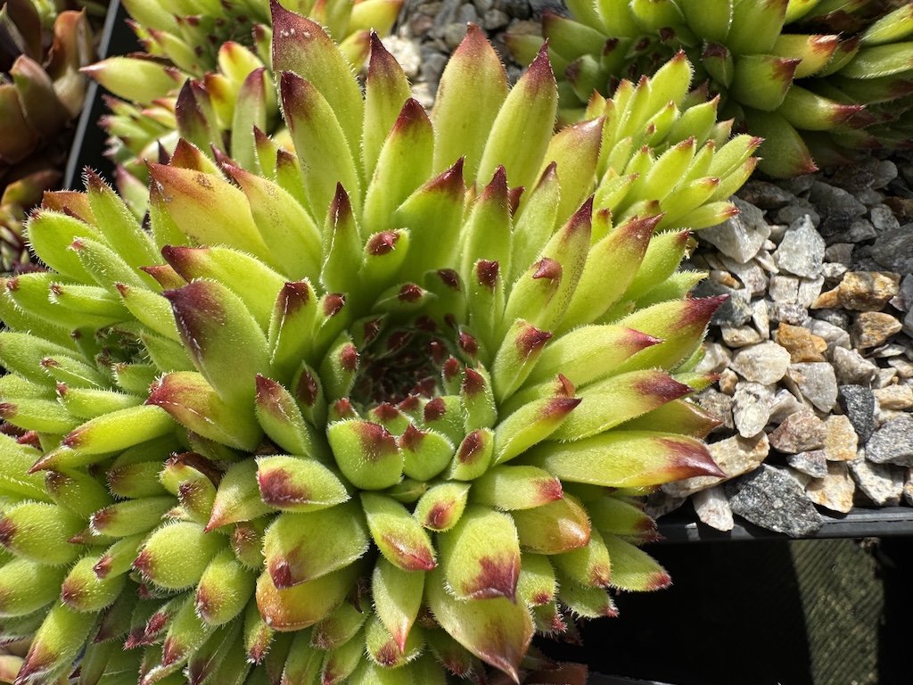 Chick Charms ® Apple Teaser