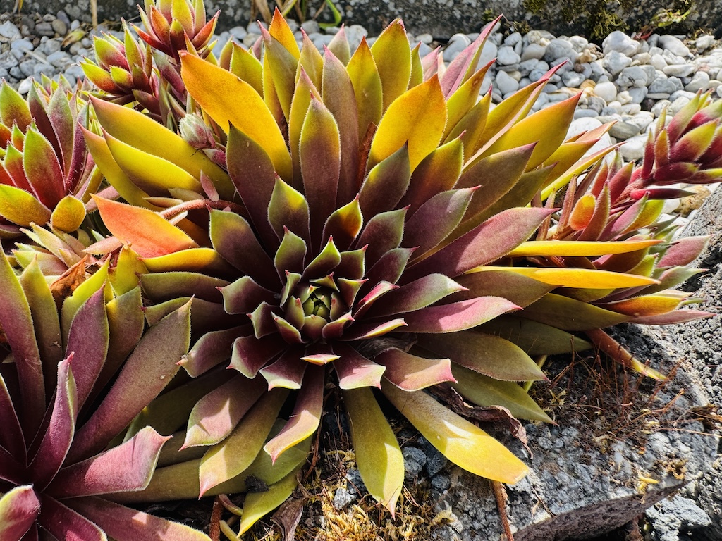 Chick Charms® Lemon Waves