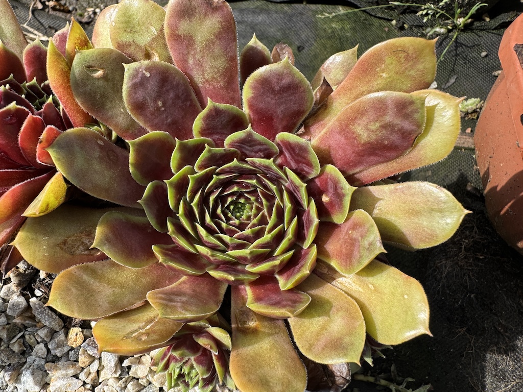 Queen of Rock´n Roll