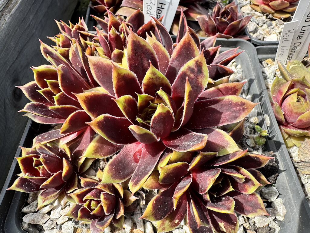 Red Heaven
