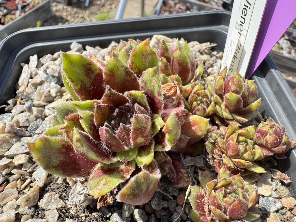 Wiener Zirkus