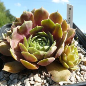 Desert Rosy