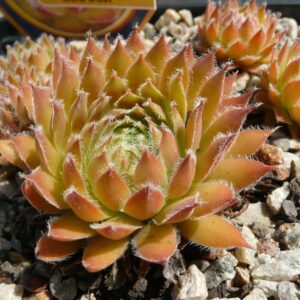 Chick Charms® Gold Dust