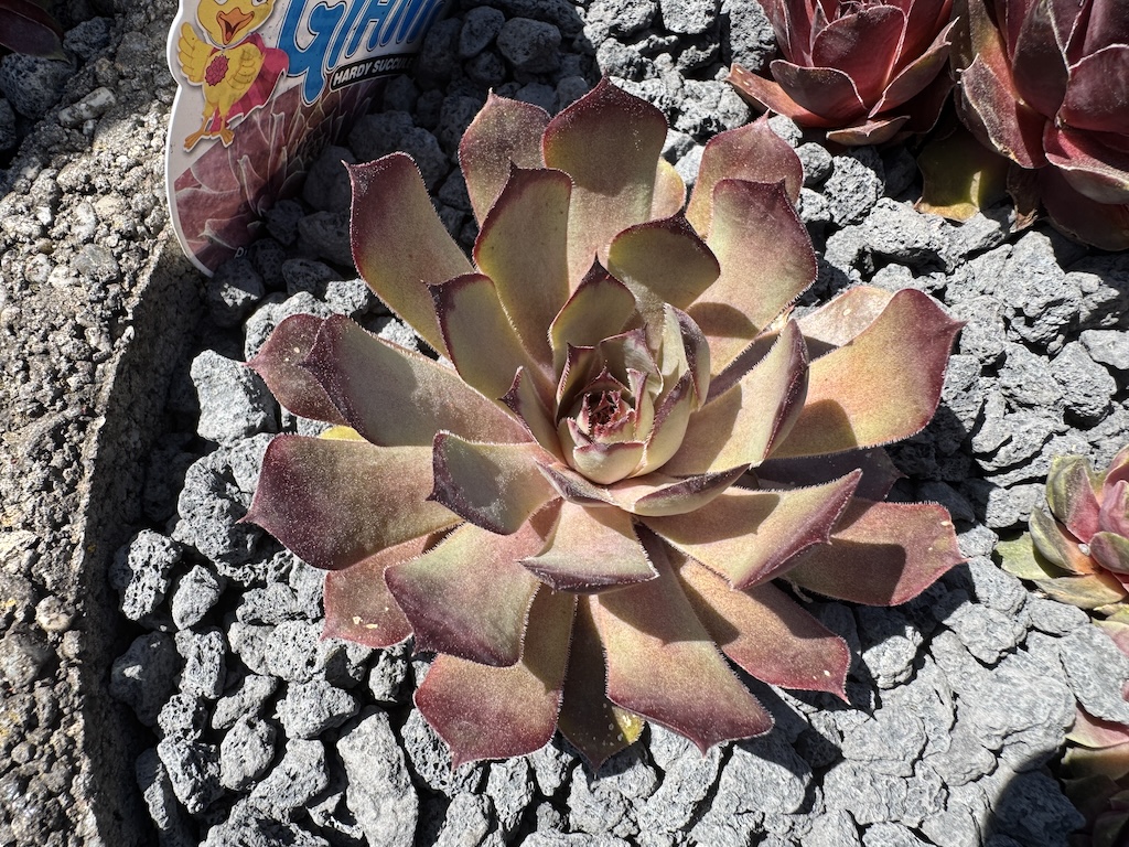 Chick Charms ® Pink Sapphire