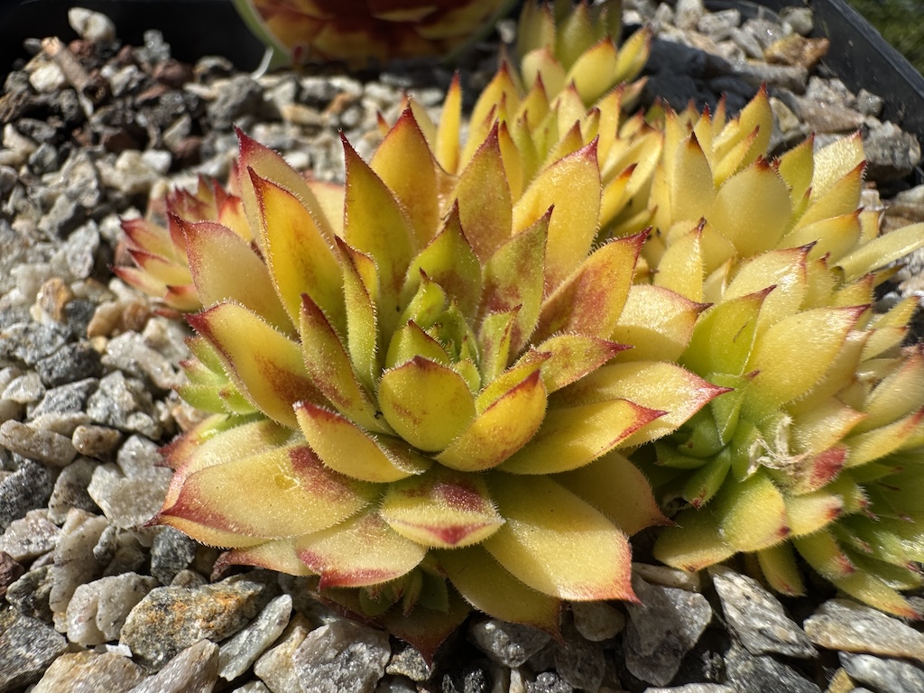 Chick Charmlettes® Cheecky Charlie