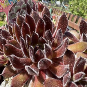 Chick Charmlettes® Happy Holly