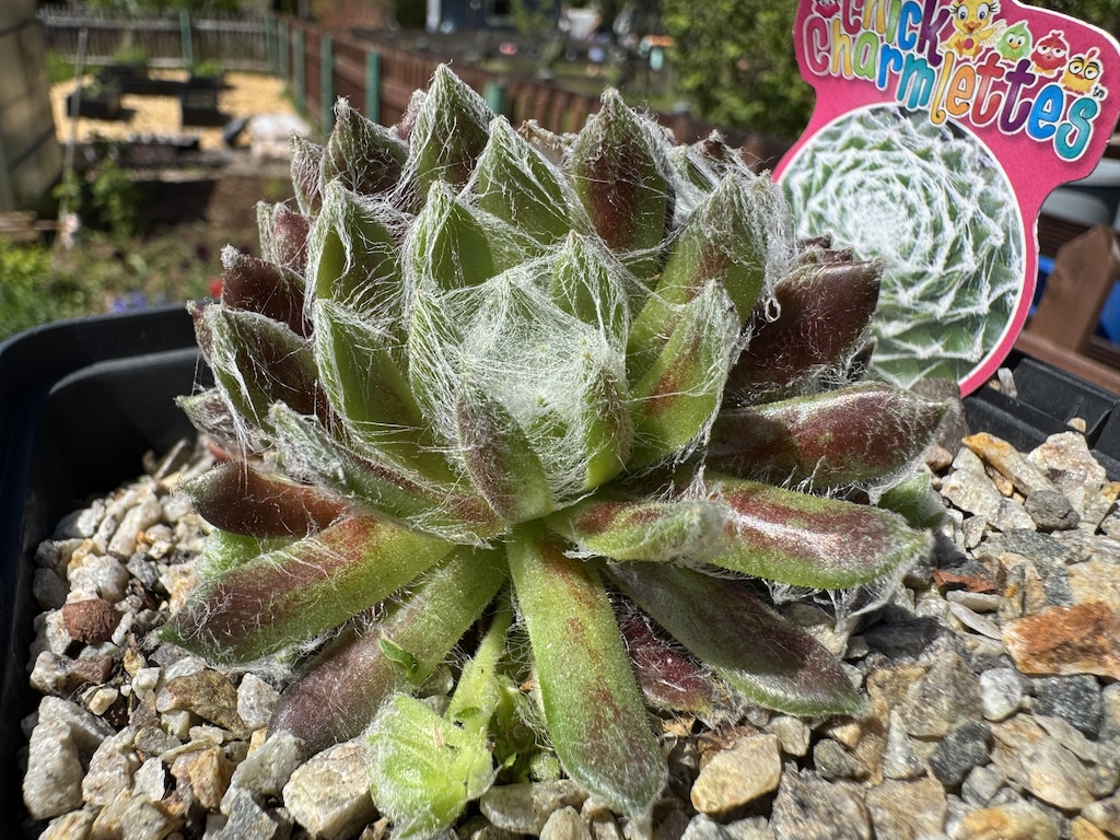 Chick Charmlettes® Nerdy Nelly