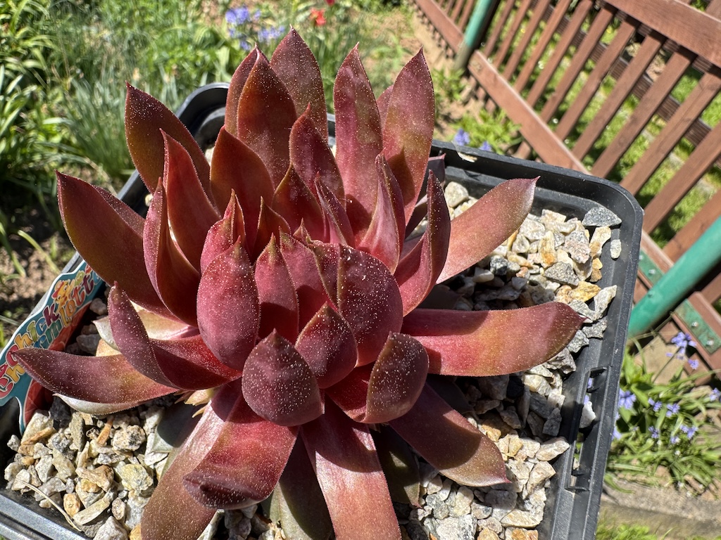 Chick Charmlettes® Rowdy Rudy