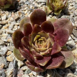 Copper Rockoon