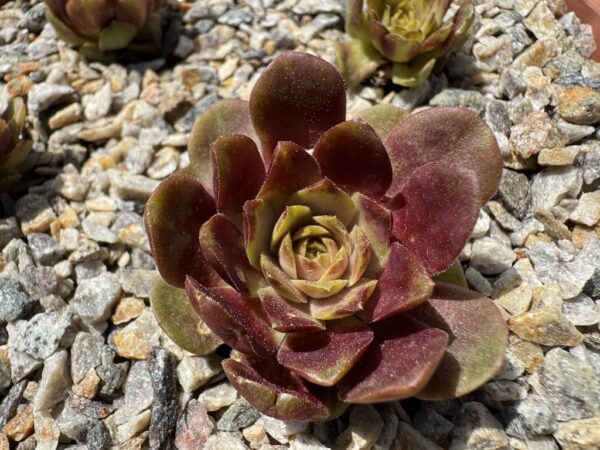 Copper Rockoon