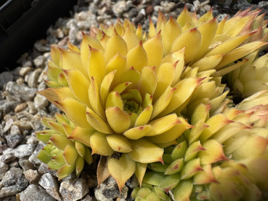 Chick Charmlettes® Cheecky Charlie