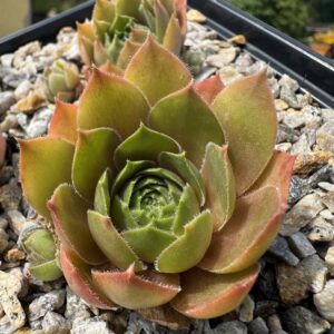 Coney