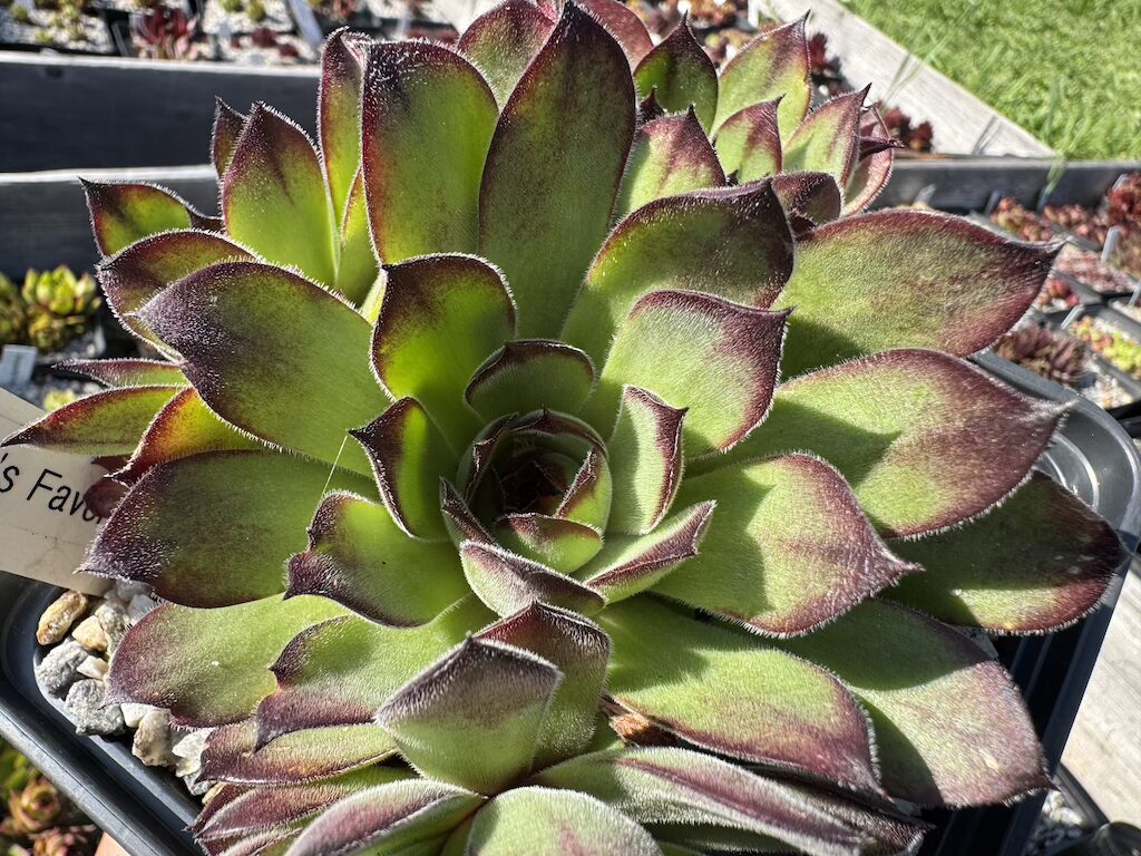 Bine´s Favorit