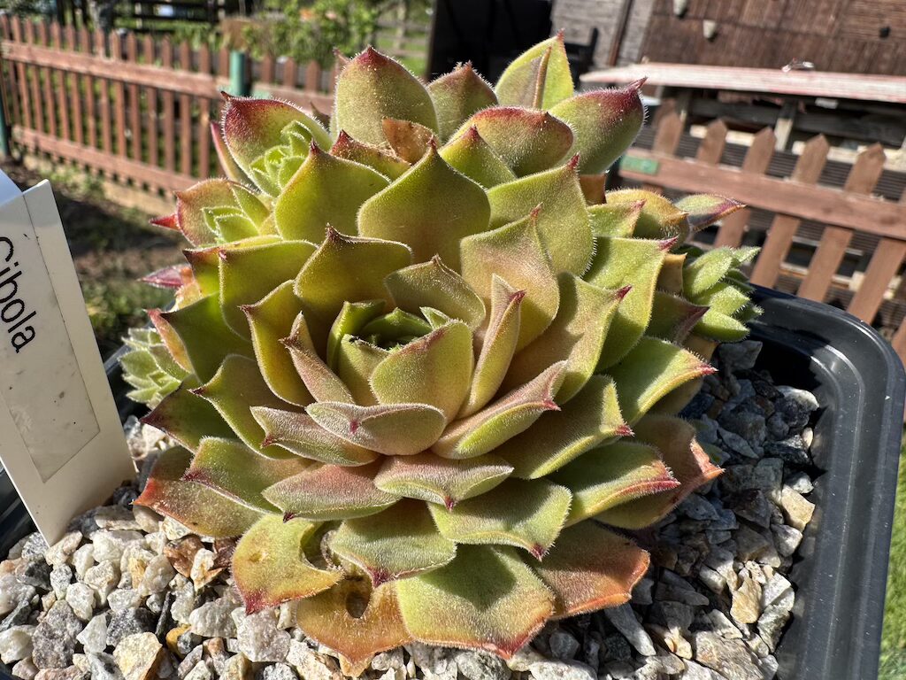 Cibola