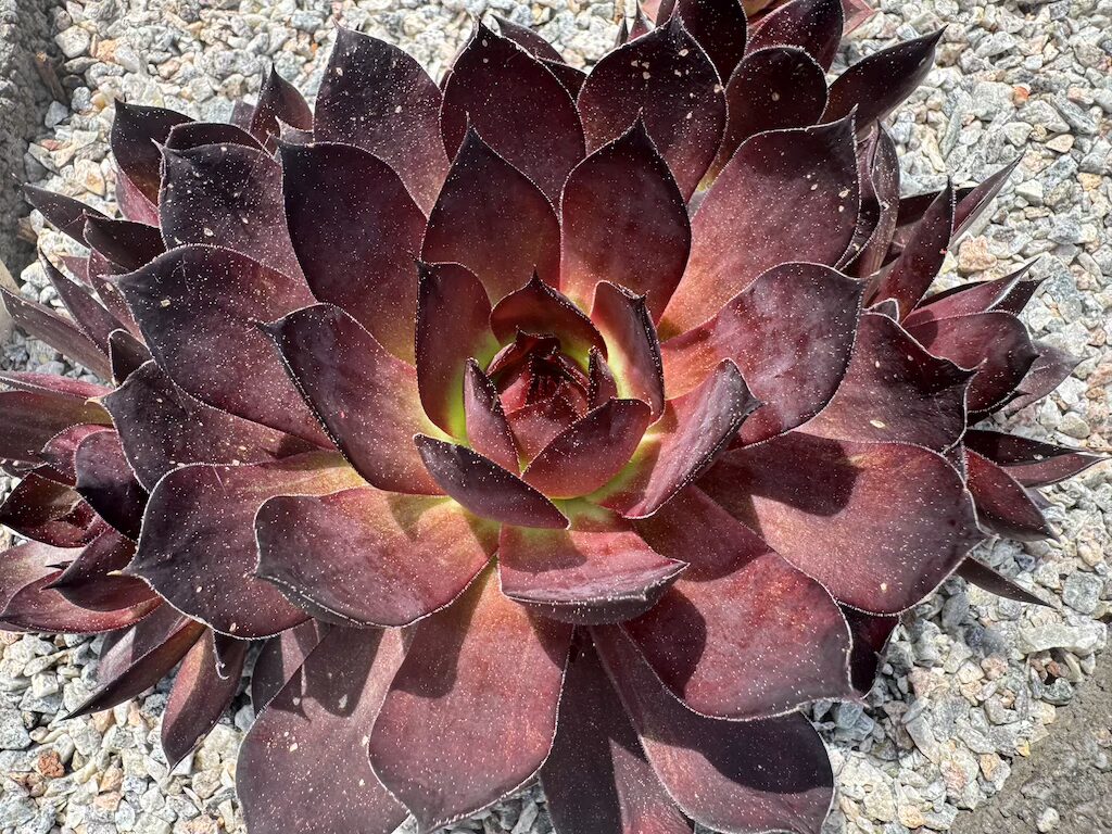 Devil´s Flare